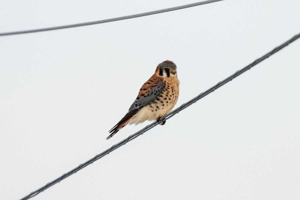 American Kestrel - ML612333746