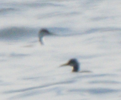 Red-necked Grebe - ML612333769