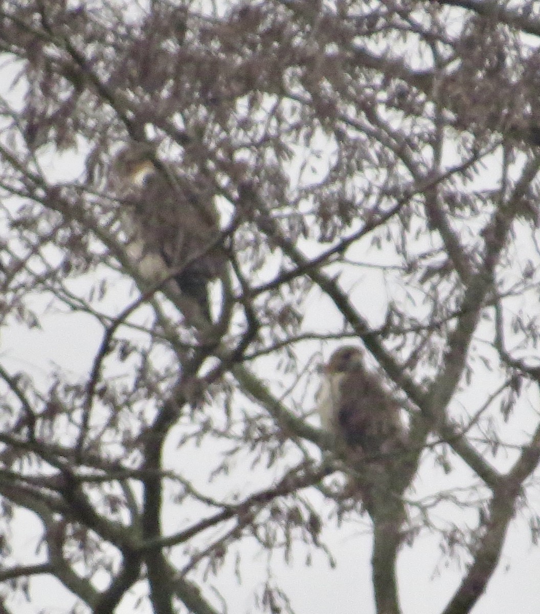 Red-tailed Hawk - ML612333782