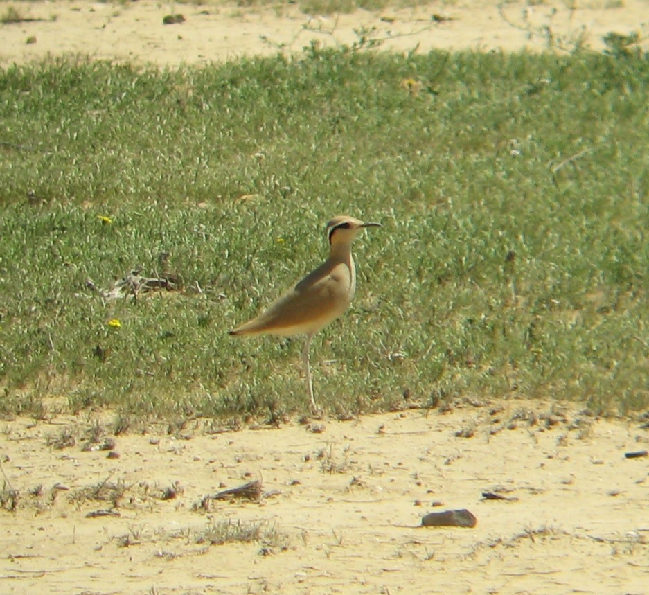 Cream-colored Courser - ML612333830