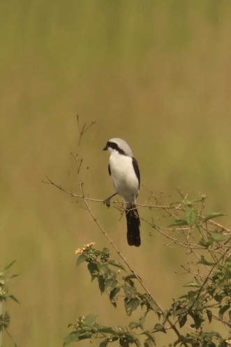 Gray-backed Fiscal - ML612333896