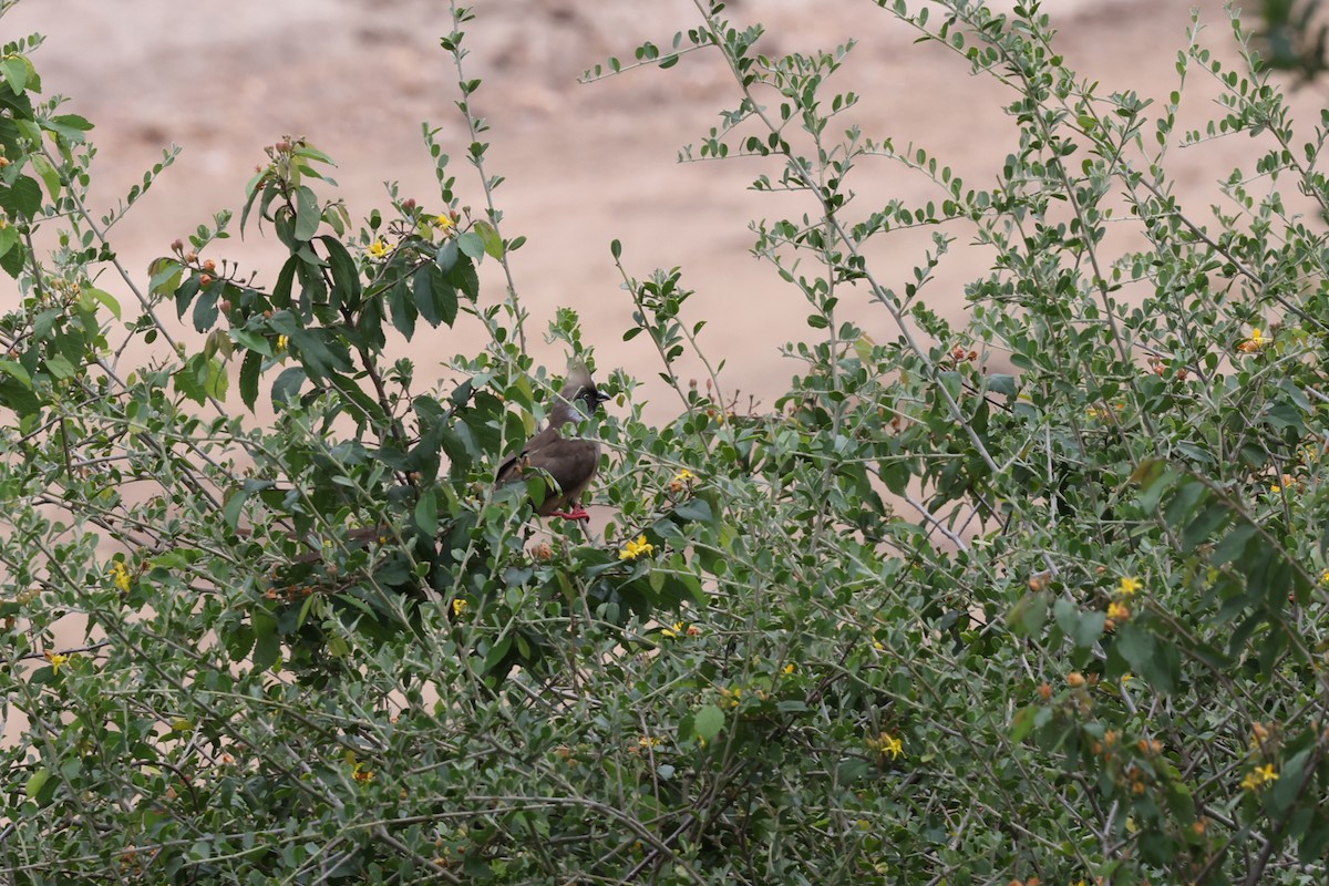 Speckled Mousebird - ML612333949