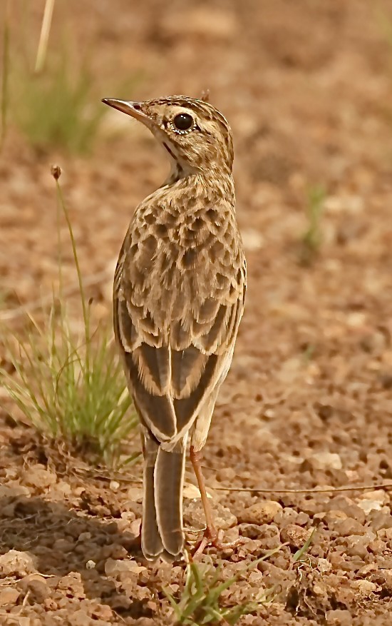 African Pipit - ML612333962