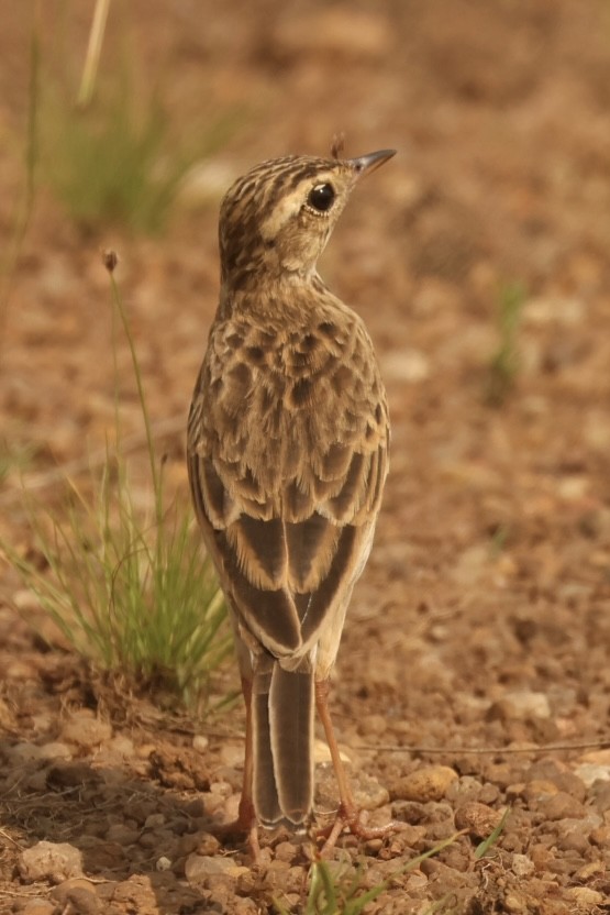 African Pipit - ML612333963