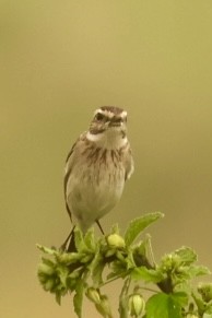 Whinchat - ML612334002