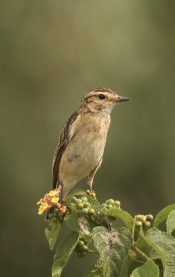 Whinchat - ML612334004