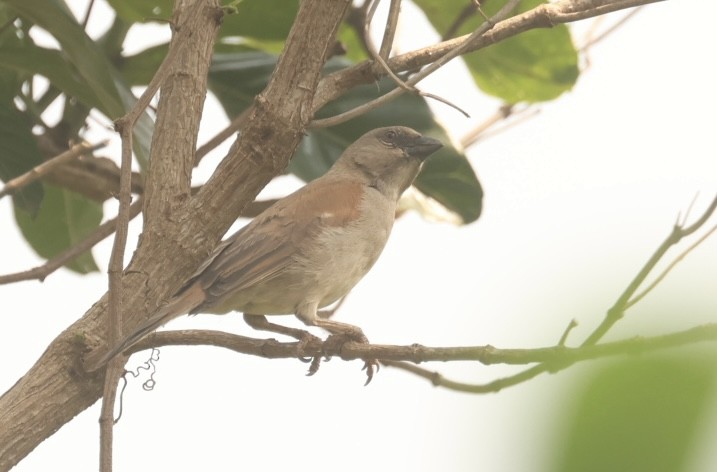 Northern Gray-headed Sparrow - ML612334026