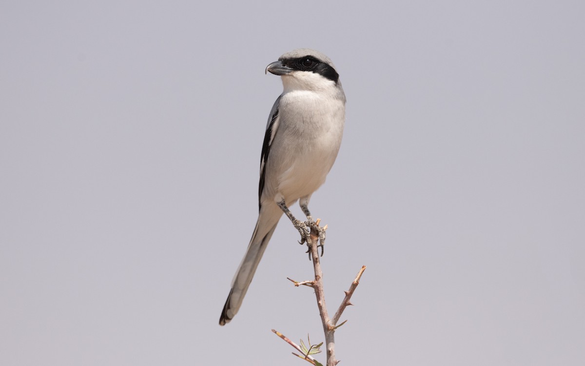 Great Gray Shrike (Arabian) - ML612334062