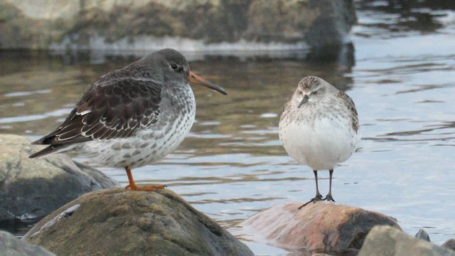 ムラサキハマシギ - ML612334267