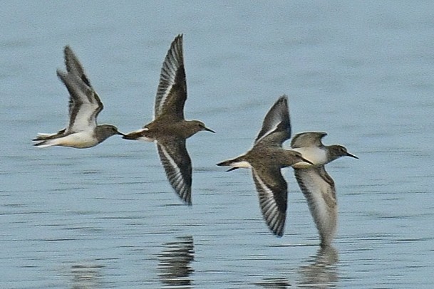 Dunlin - ML612334318