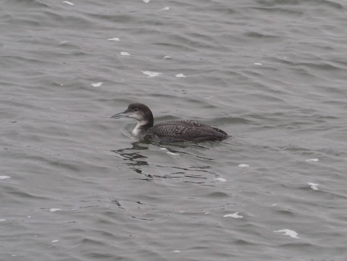 Common Loon - ML612334356