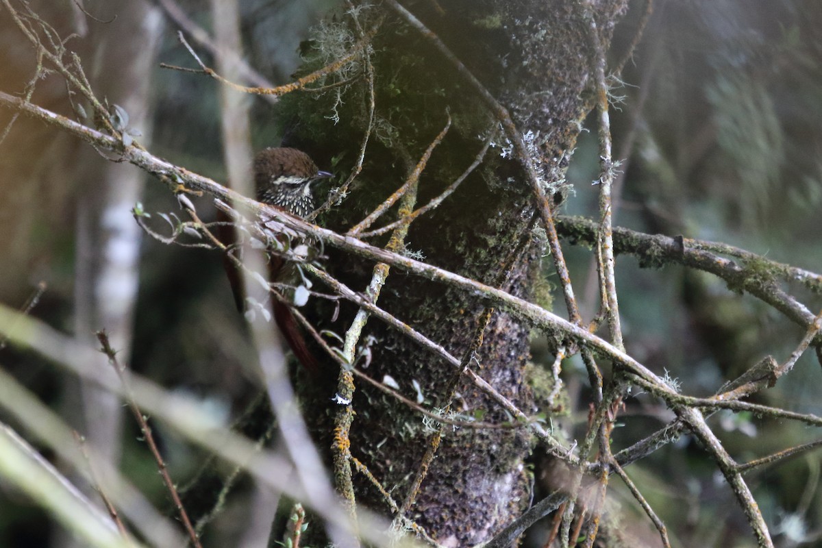 Pearled Treerunner - Juan Carlos Albero