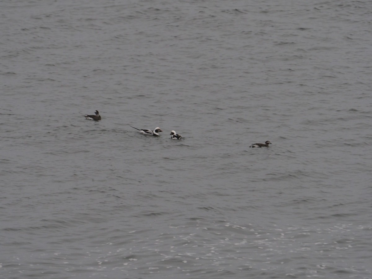 Long-tailed Duck - ML612334362