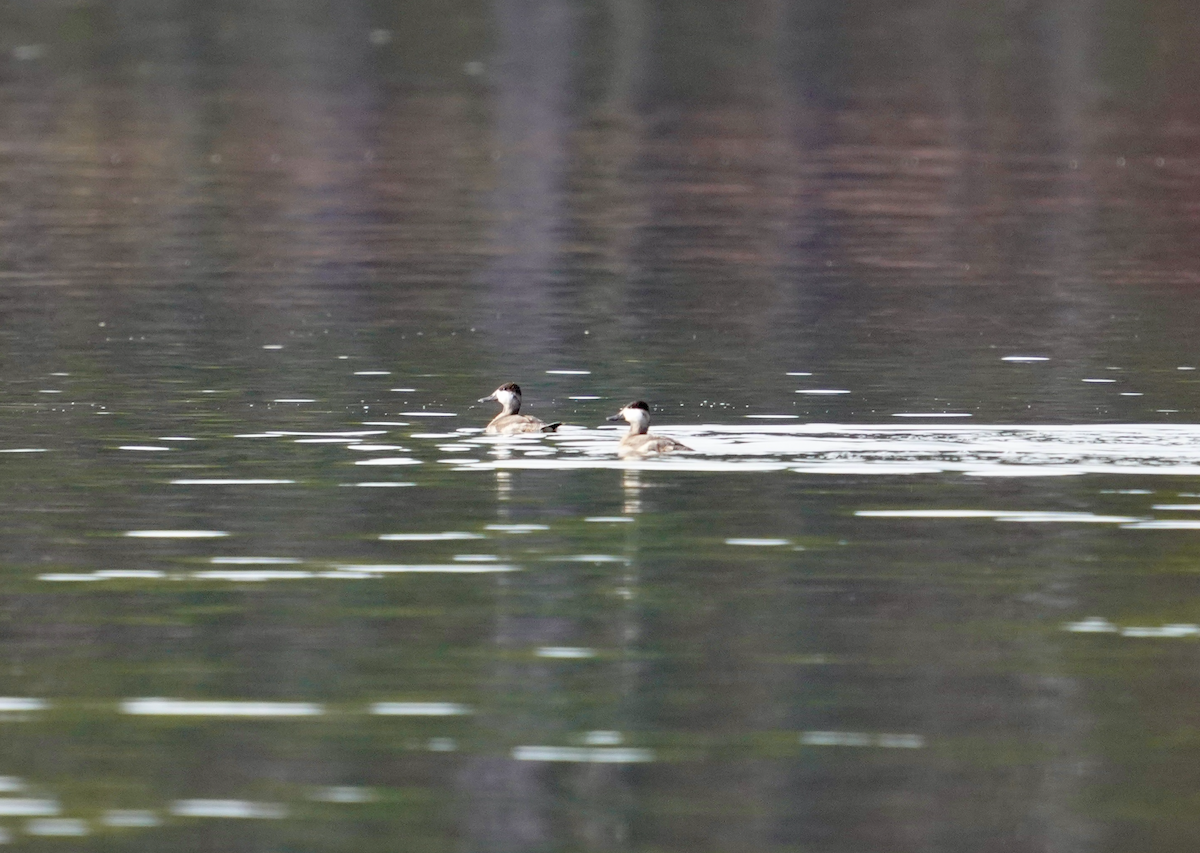 Ruddy Duck - ML612334405