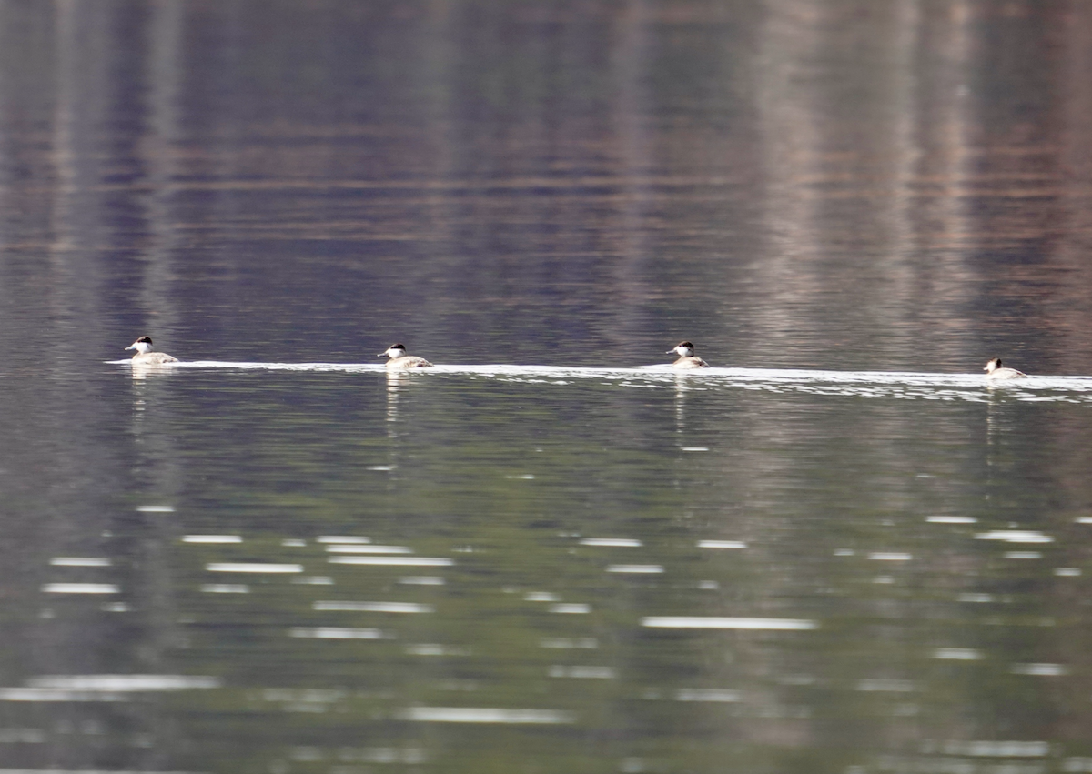 Ruddy Duck - ML612334422