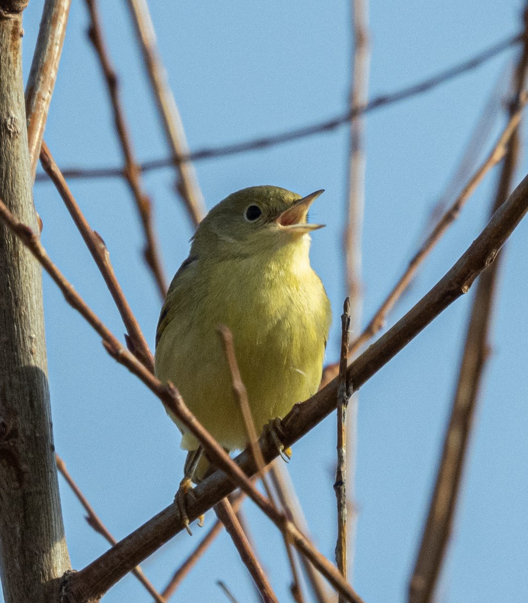 Paruline jaune - ML612334484