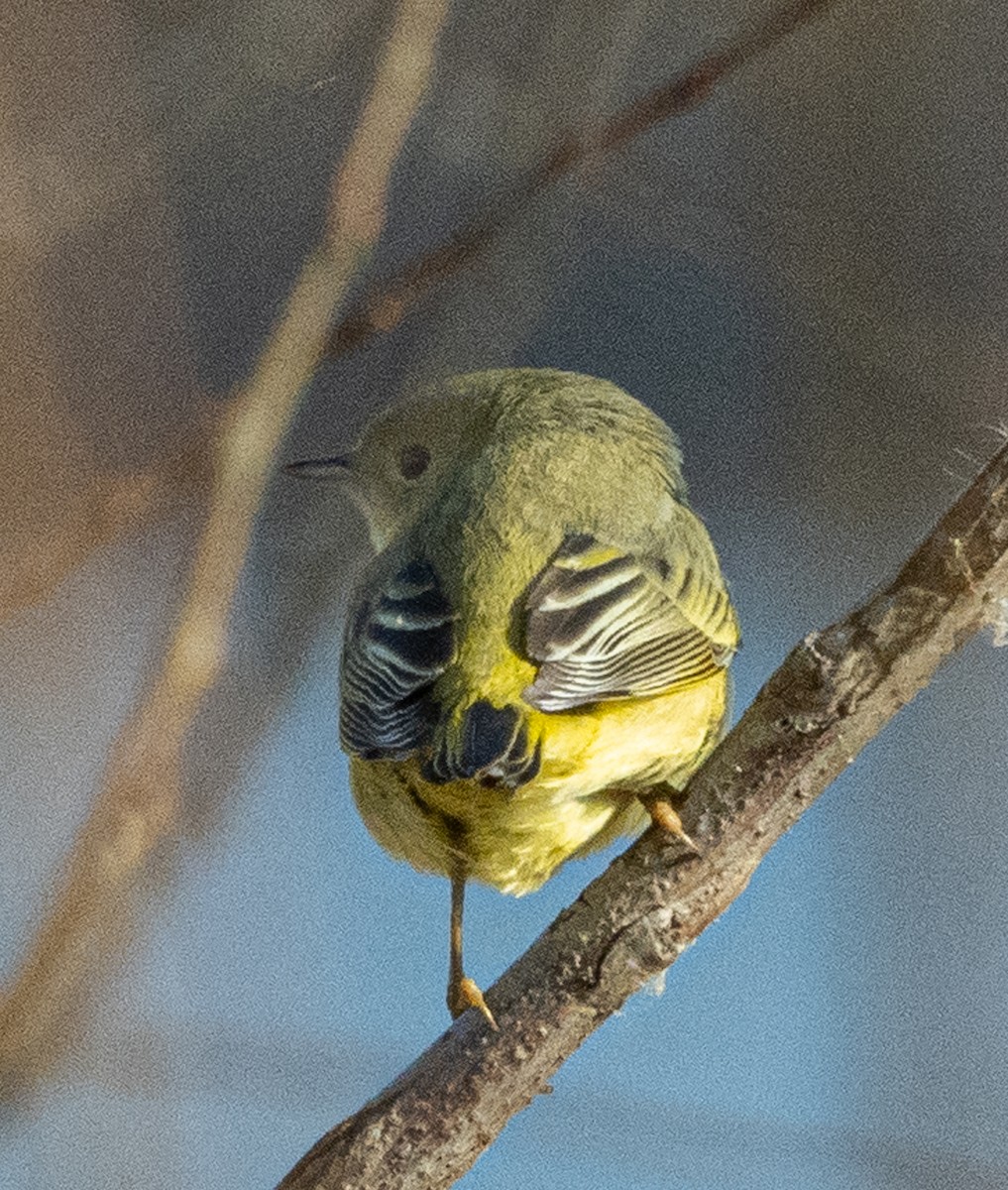 Paruline jaune - ML612334485