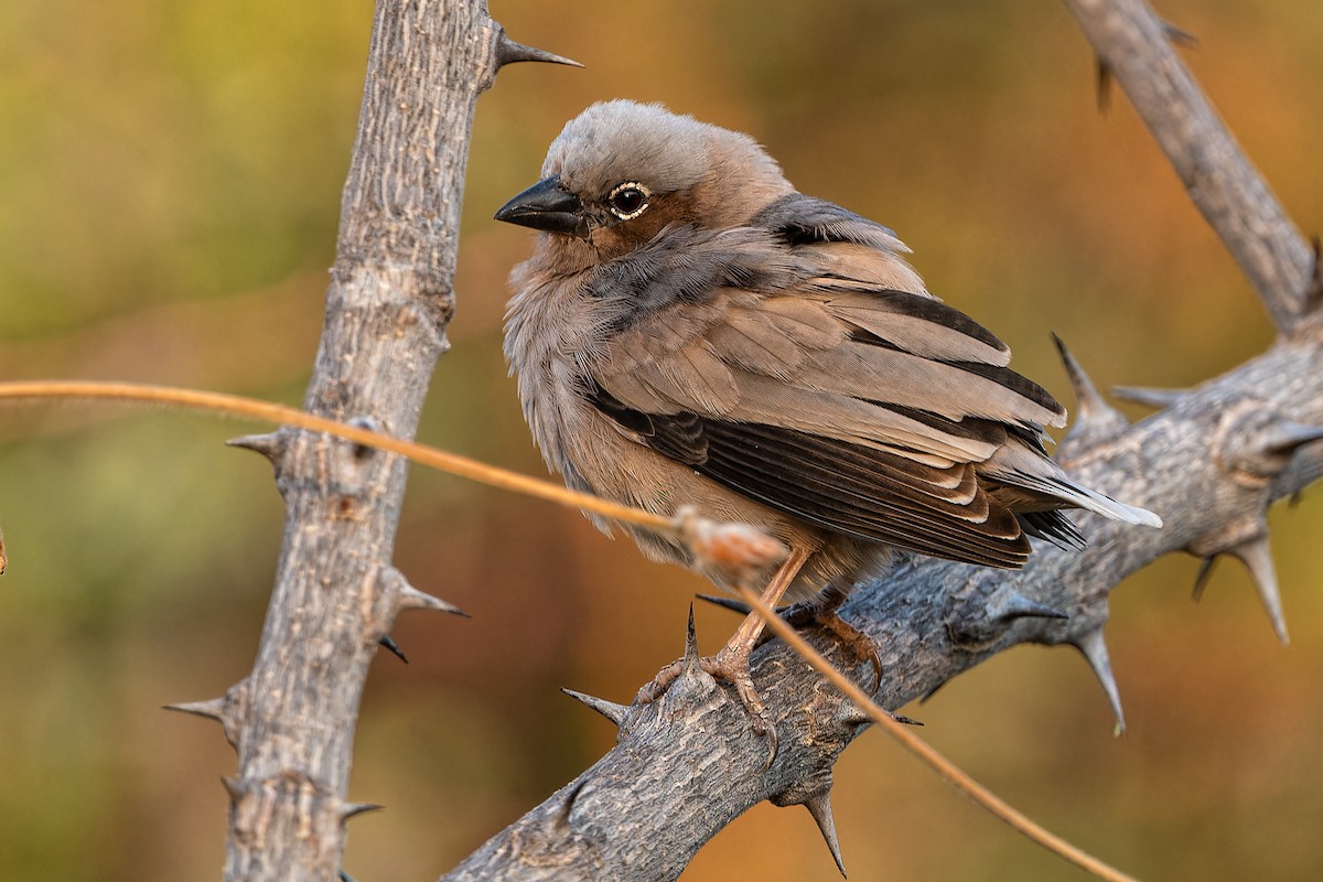 Gray-headed Social-Weaver - Don Danko