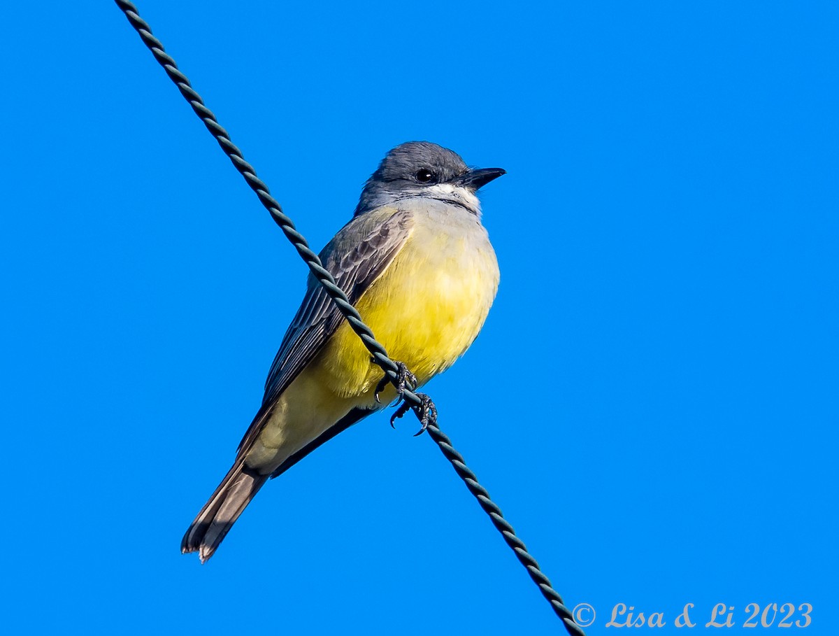 Cassin's Kingbird - ML612334501