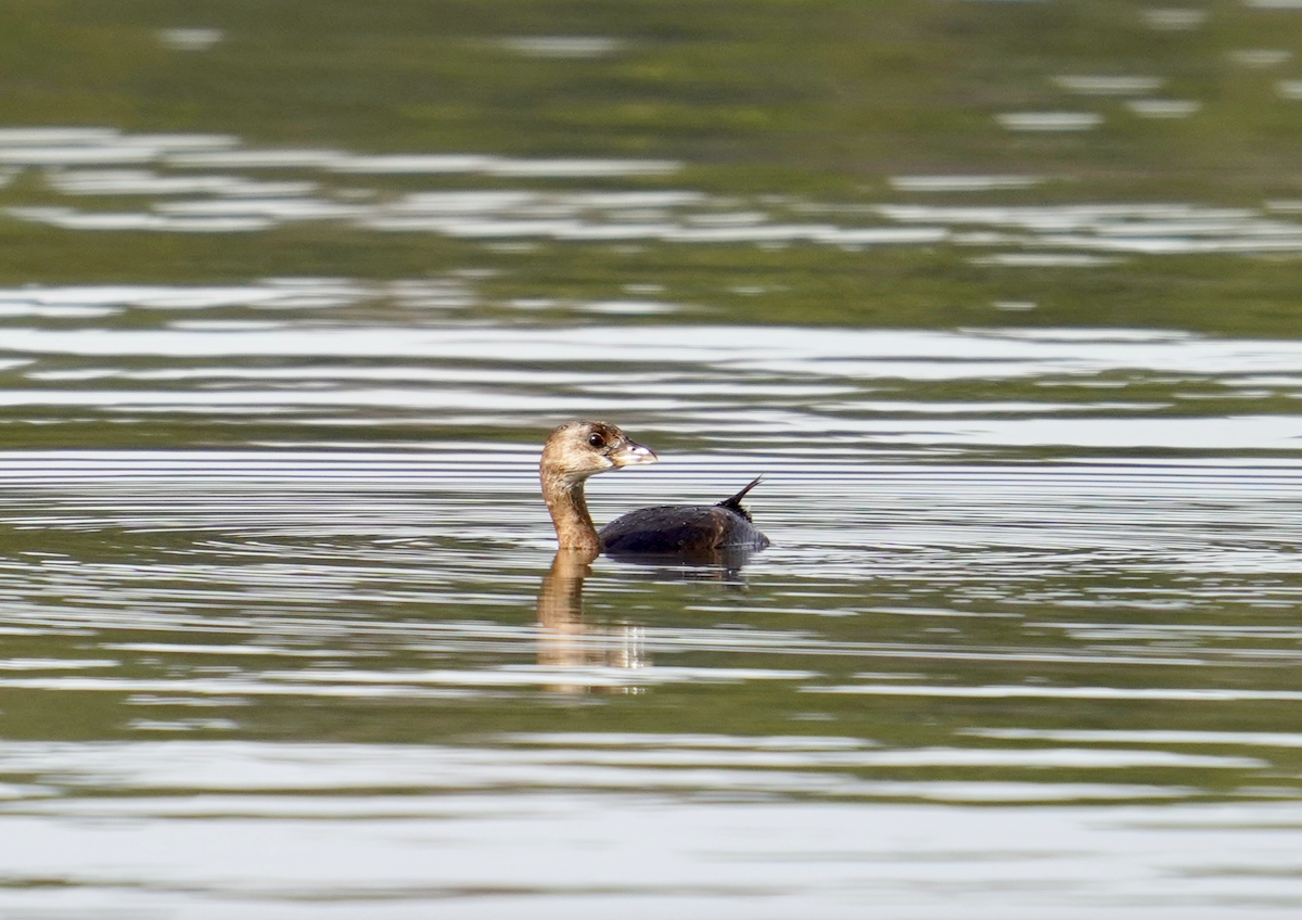 Pied-billed Grebe - ML612334507
