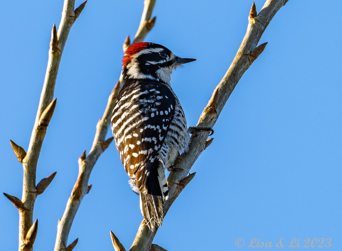 Nuttall's Woodpecker - ML612334508