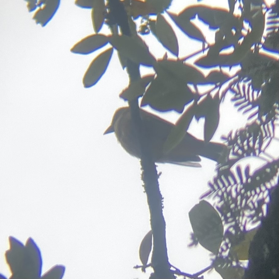 Summer Tanager - ML612334586