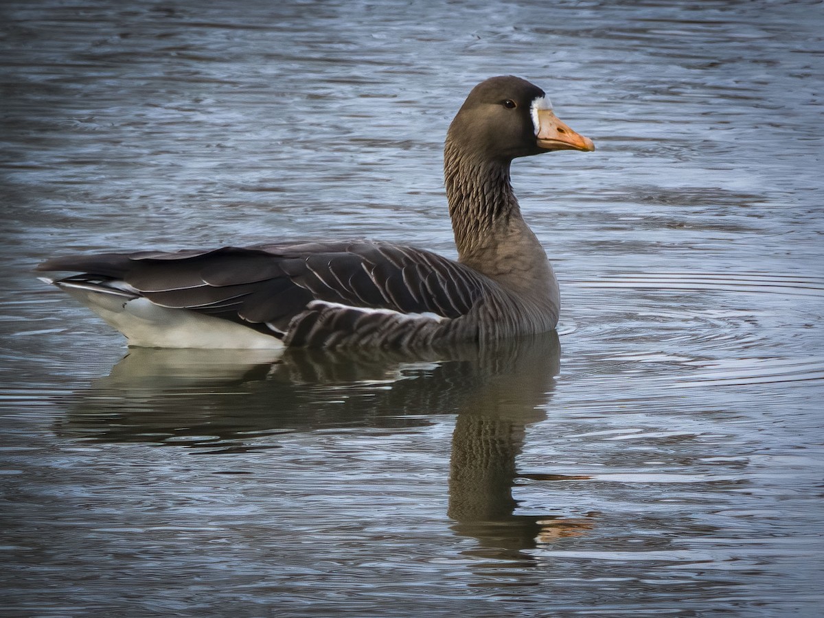 Greater White-fronted Goose - ML612334590