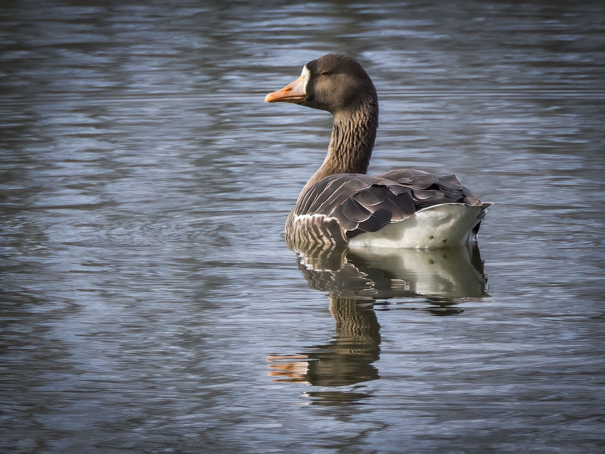 Greater White-fronted Goose - ML612334605