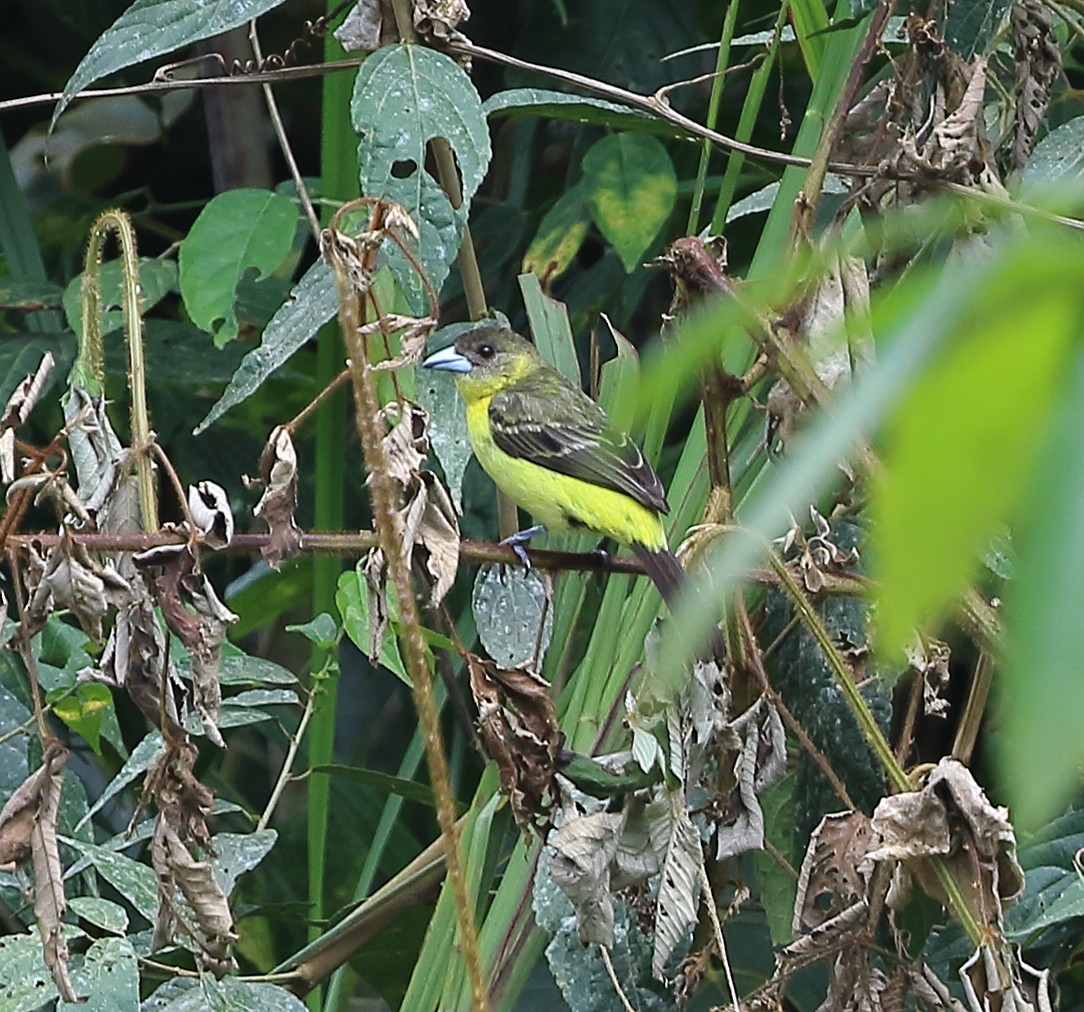 Flame-rumped Tanager - Patricia Isaacson