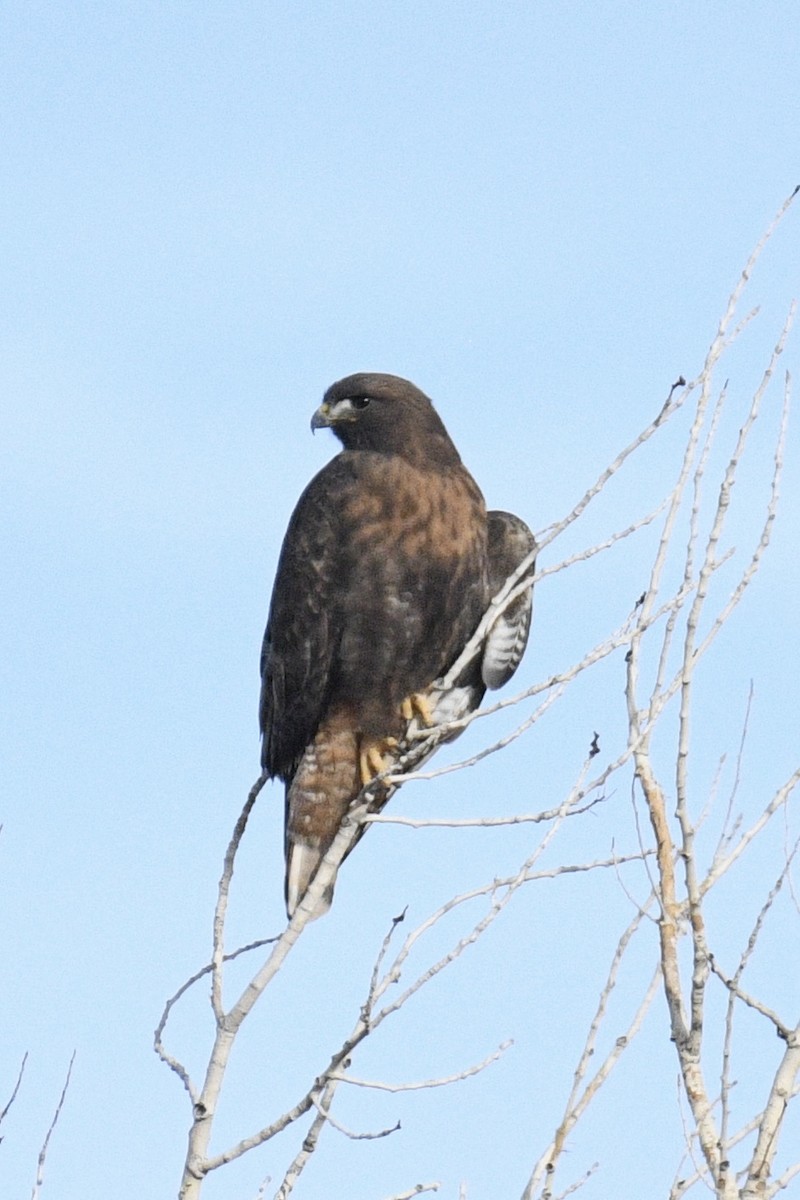 Red-tailed Hawk - ML612334688
