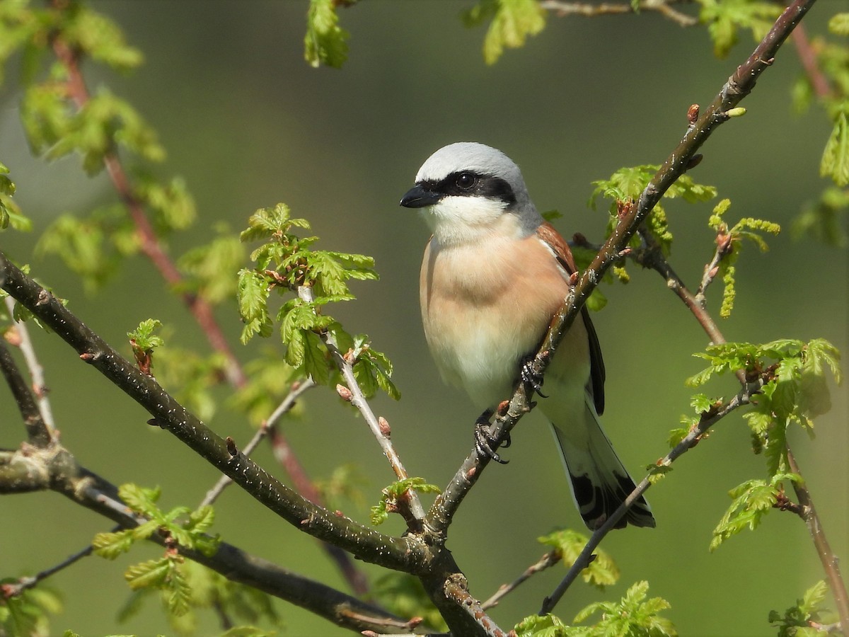 Red-backed Shrike - Pim Swemmer