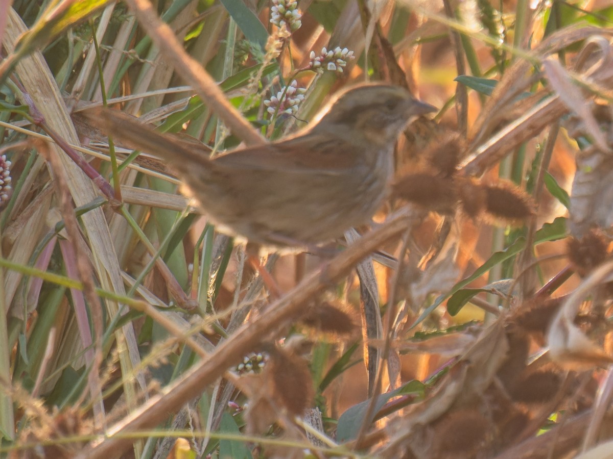 Swamp Sparrow - ML612334758