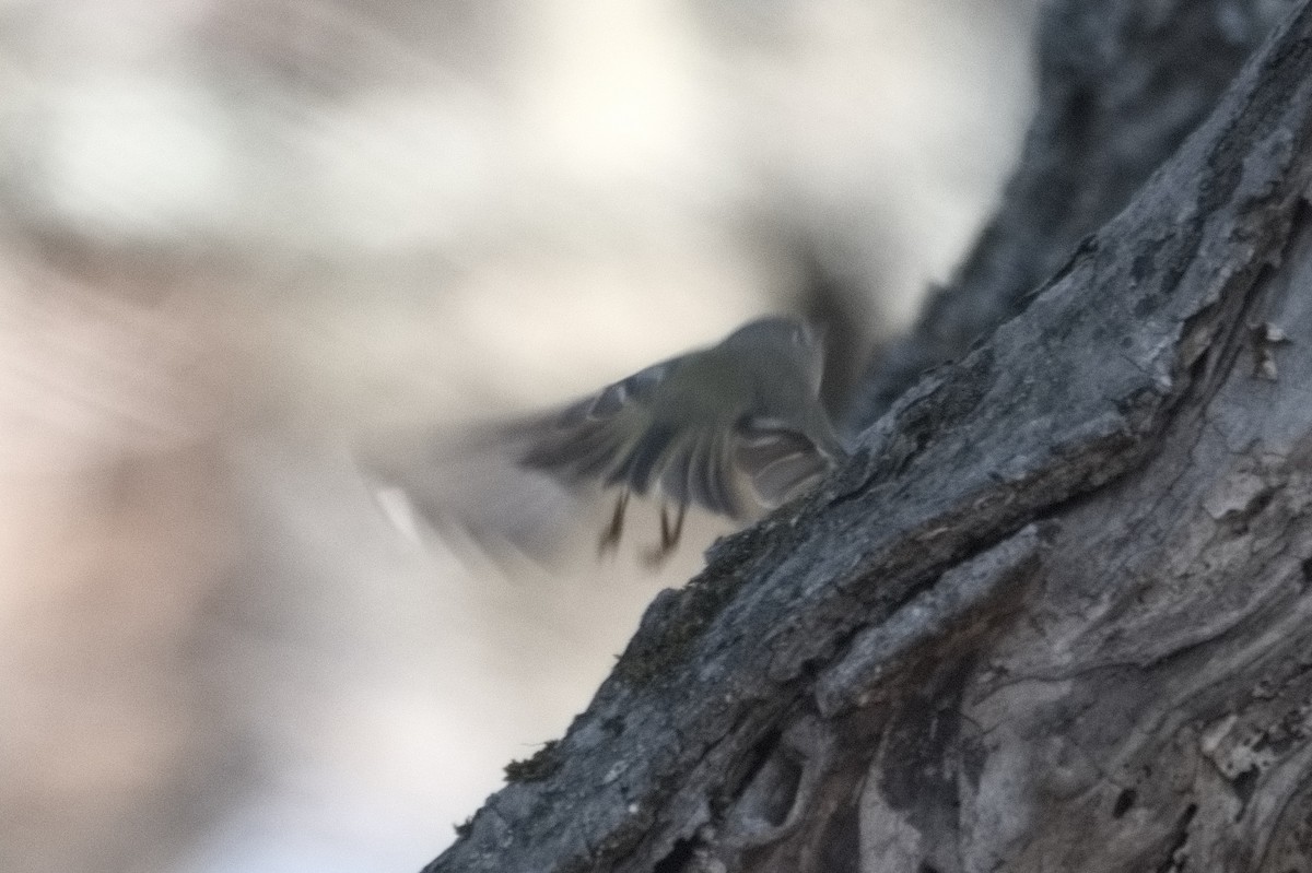 Ruby-crowned Kinglet - ML612334768