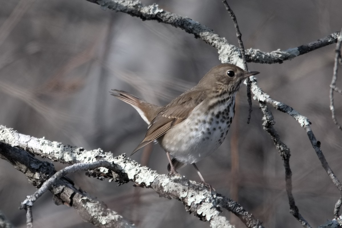 Hermit Thrush - ML612334828