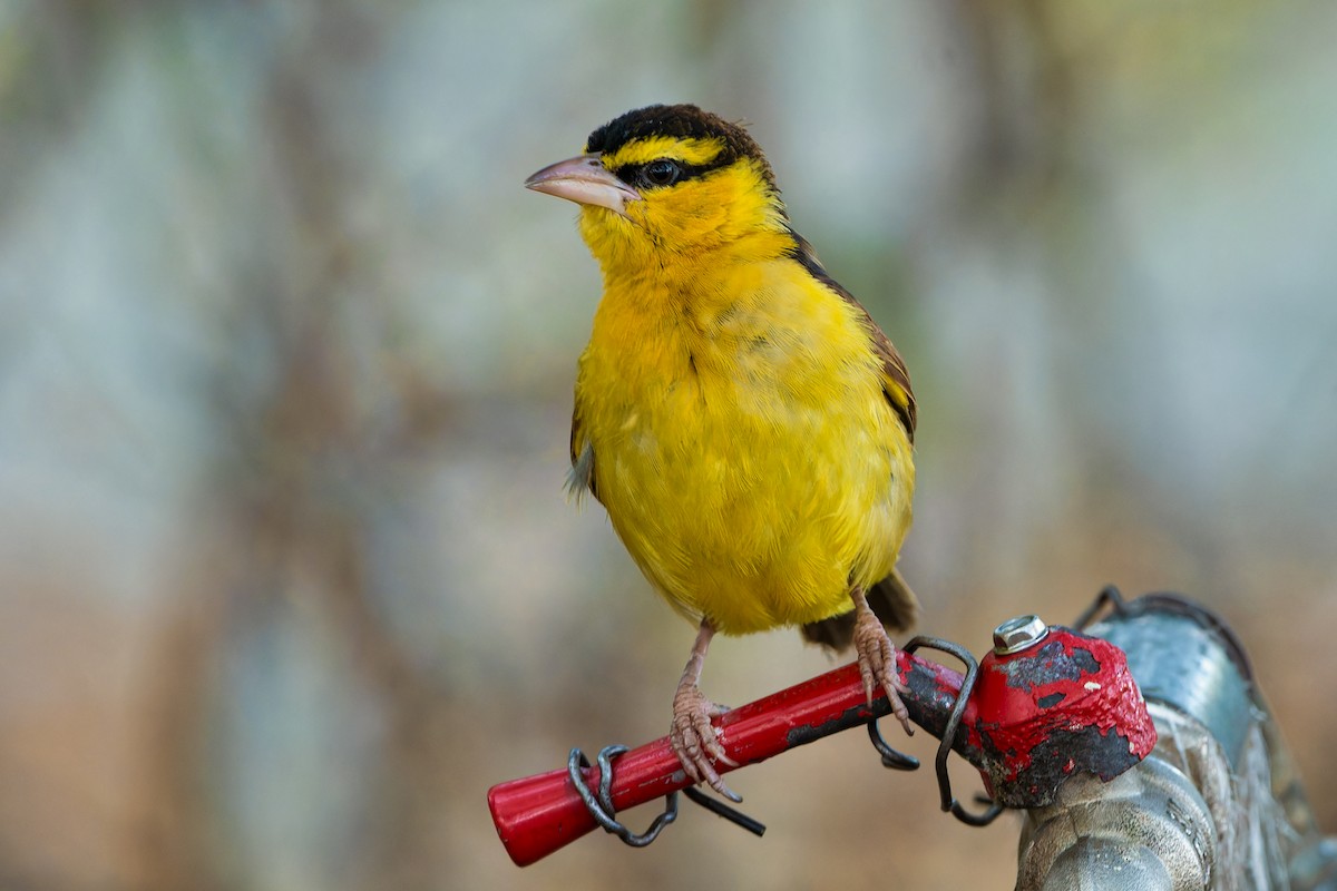 Black-necked Weaver - Don Danko