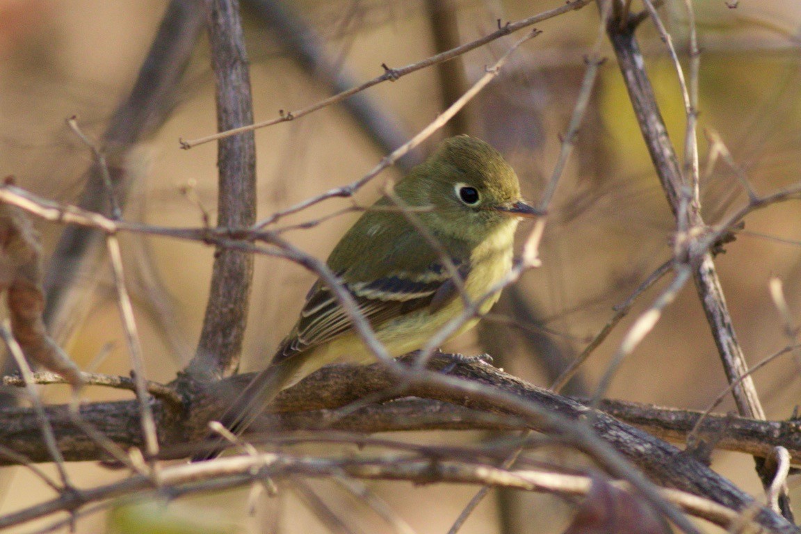 Western Flycatcher - ML612334953