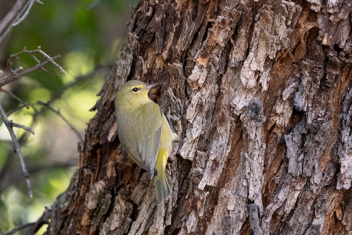 Orange-crowned Warbler - ML612334956