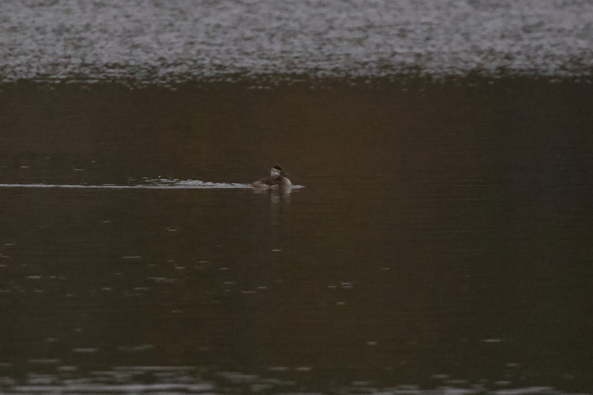 Ruddy Duck - ML612335020