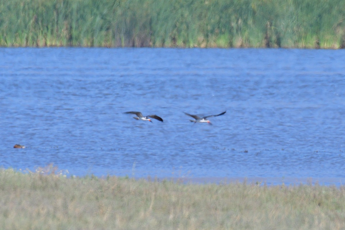 Black Skimmer - Juan Esteban Salazar