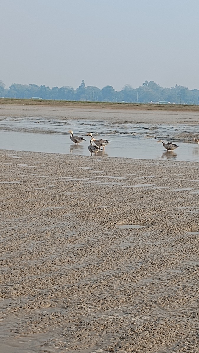 Bar-headed Goose - ML612335171