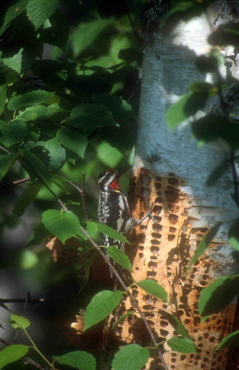 Yellow-bellied Sapsucker - ML612335173