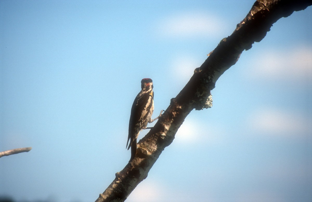 Yellow-bellied Sapsucker - ML612335174