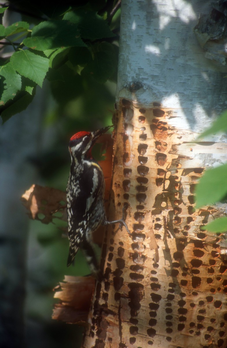 Yellow-bellied Sapsucker - ML612335175