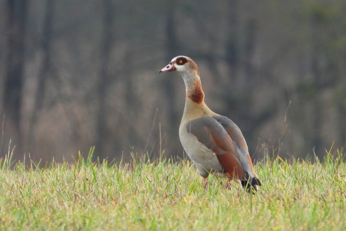 Egyptian Goose - ML612335179