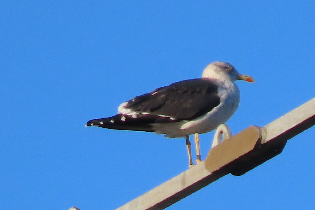 Lesser Black-backed Gull - ML612335187