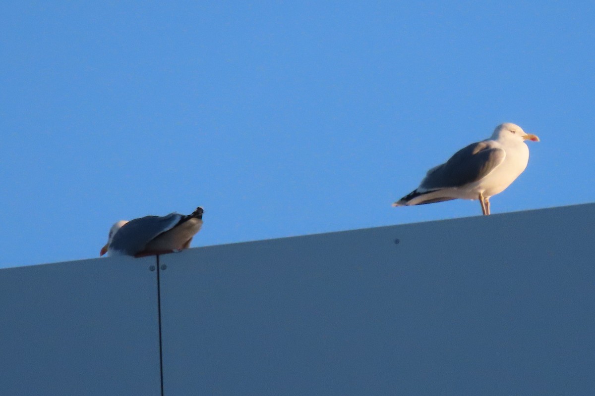 Lesser Black-backed Gull - Rosa Benito Madariaga