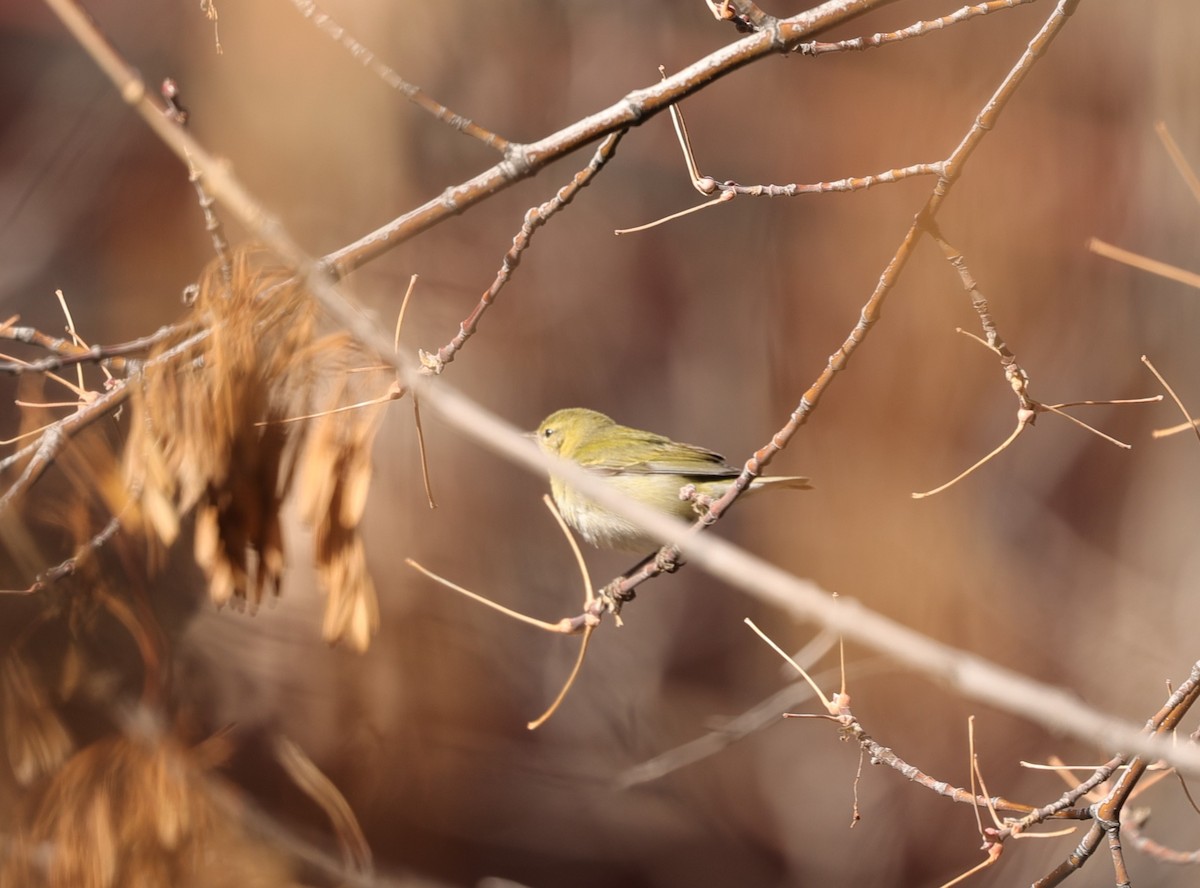 Tennessee Warbler - ML612335230