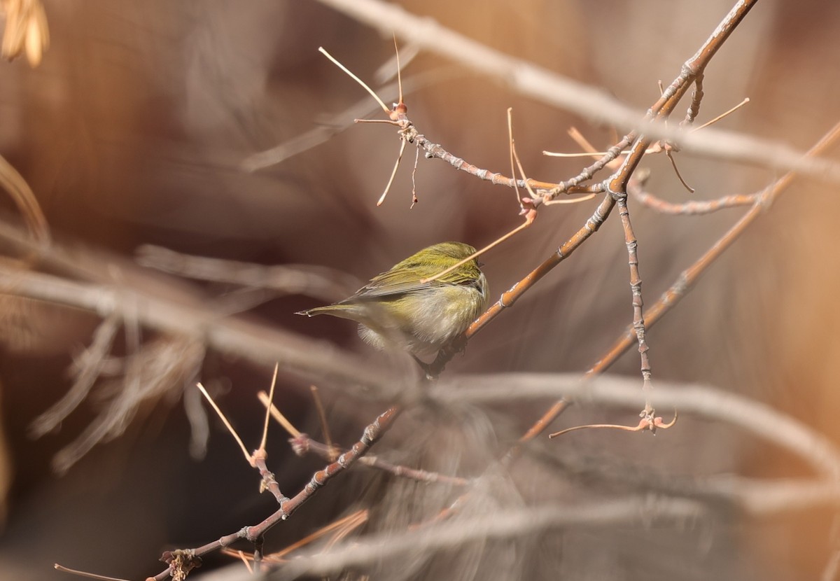 Tennessee Warbler - ML612335231