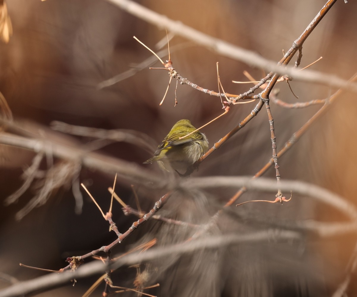 Tennessee Warbler - ML612335232