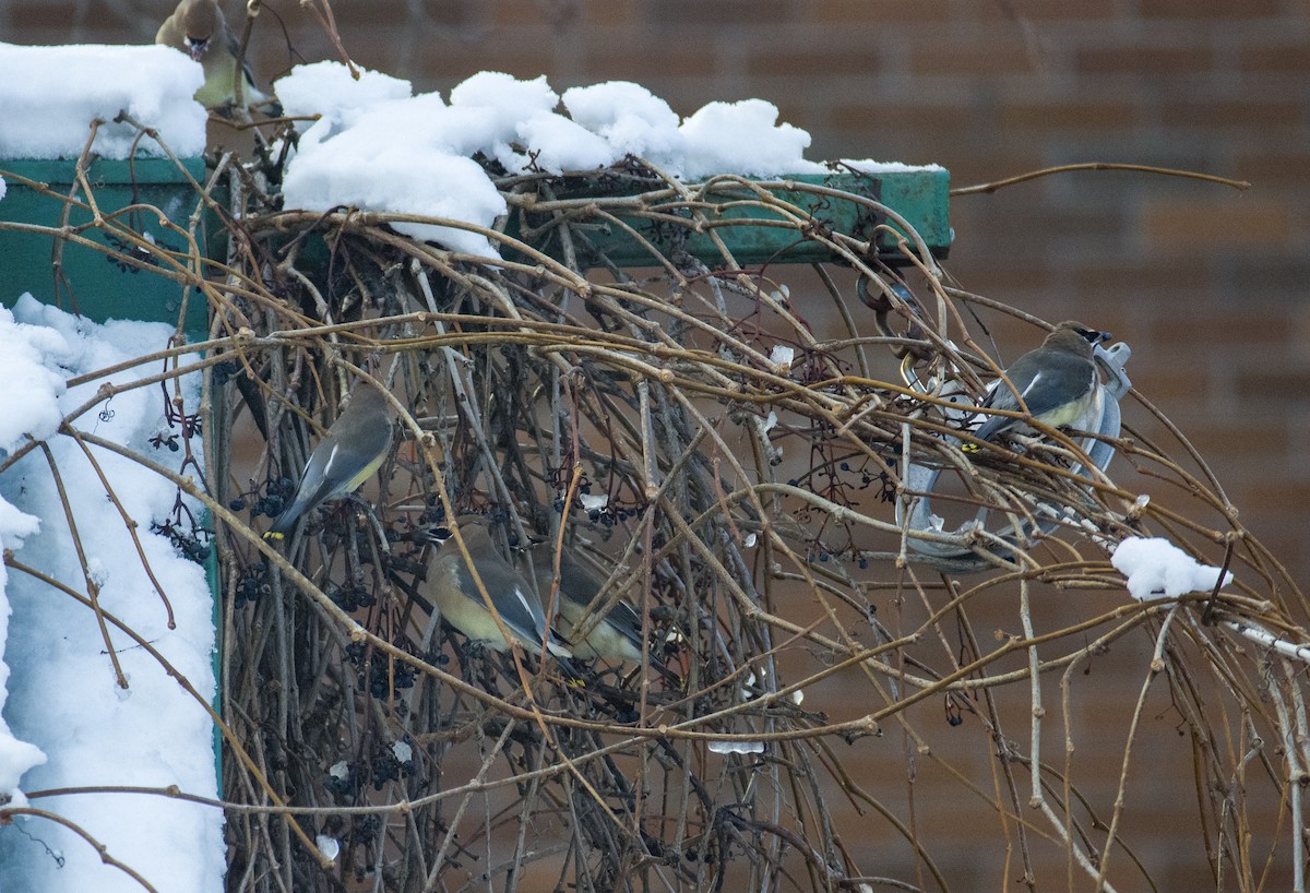 Cedar Waxwing - ML612335311